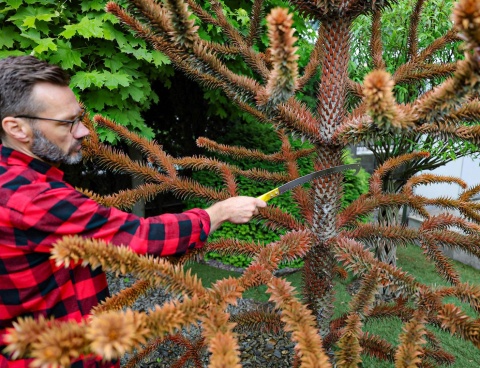 Piła z hakiem 32cm na trzonek SK5 (48)